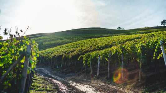 The Women behind the Vine