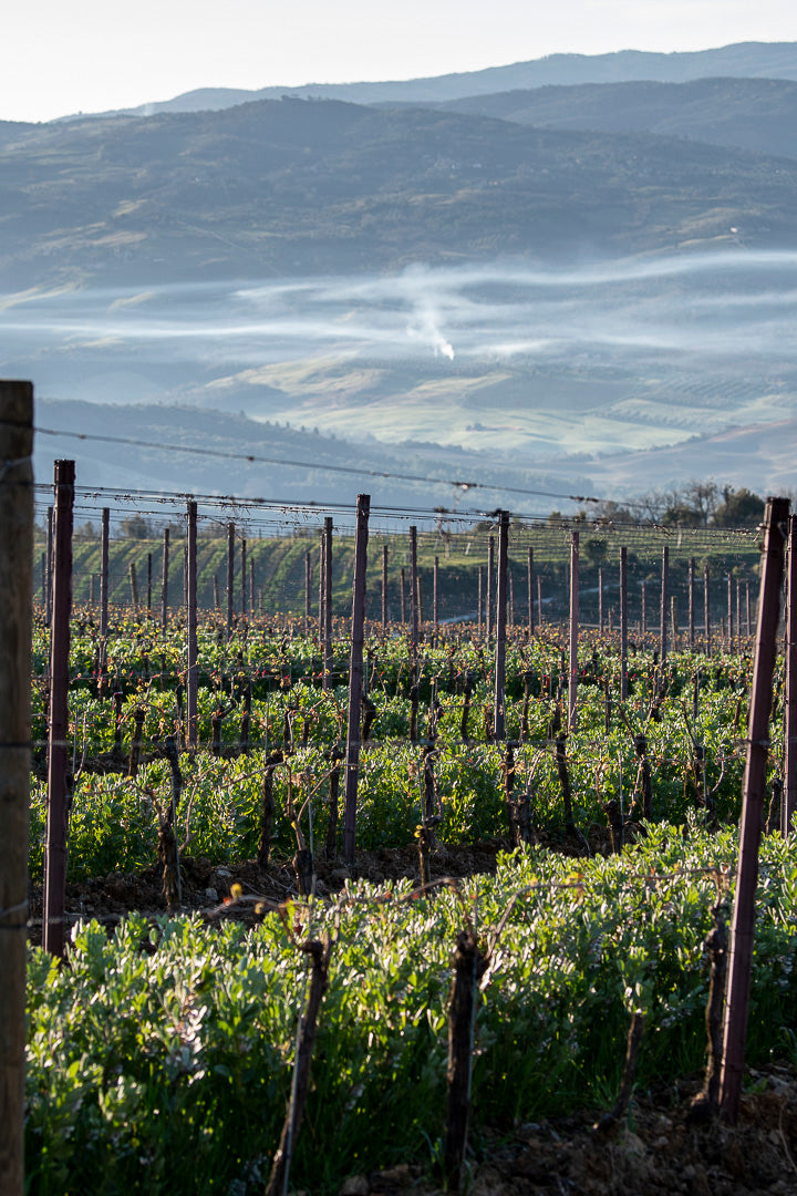 Montalcino-Montepulciano Wine Tour from Montepulciano, 3 top wineries