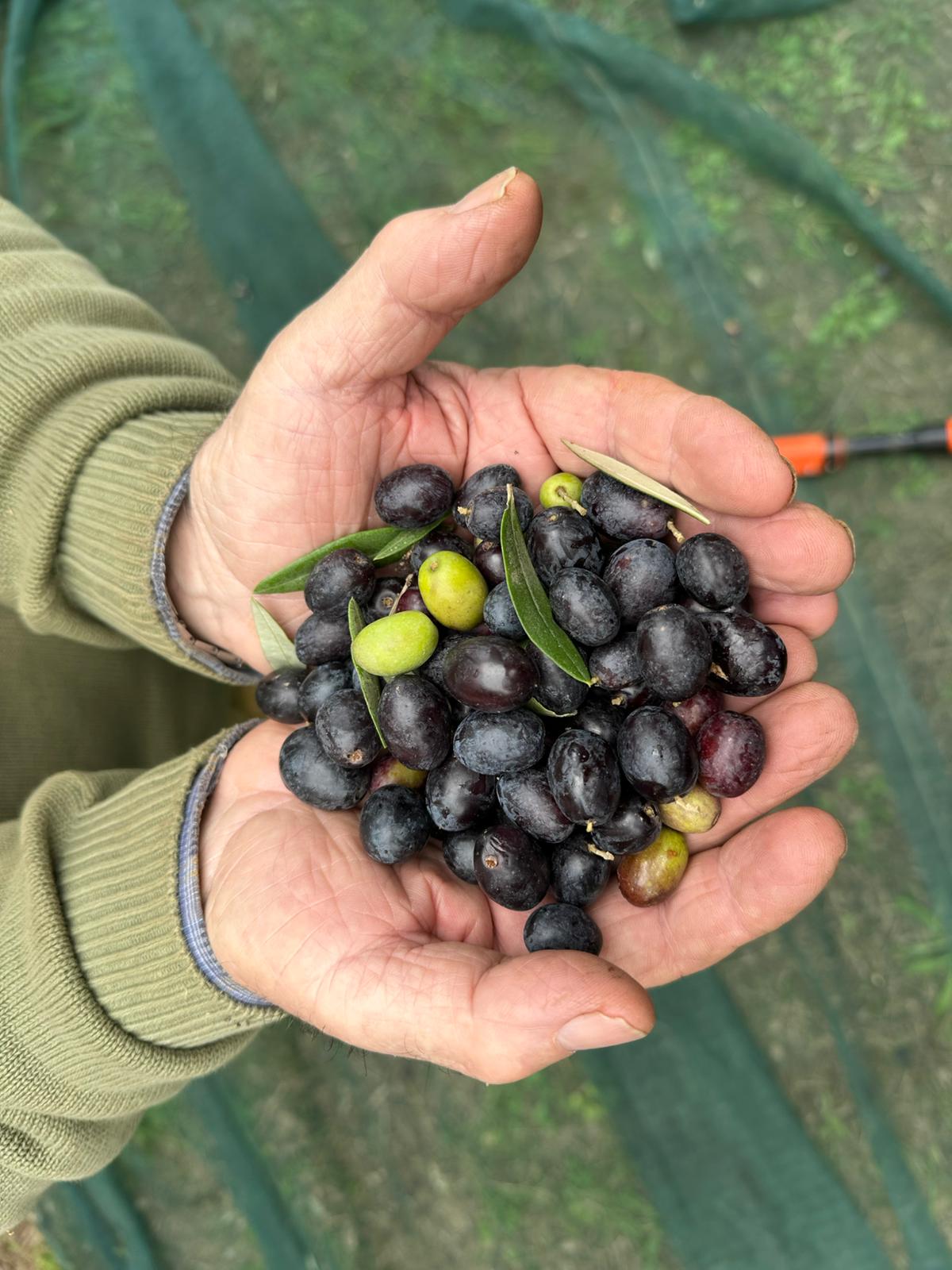 Olio Extra Vergine di Oliva Italiano 'Like an Extra Virgin' 2025, 0,5lt.