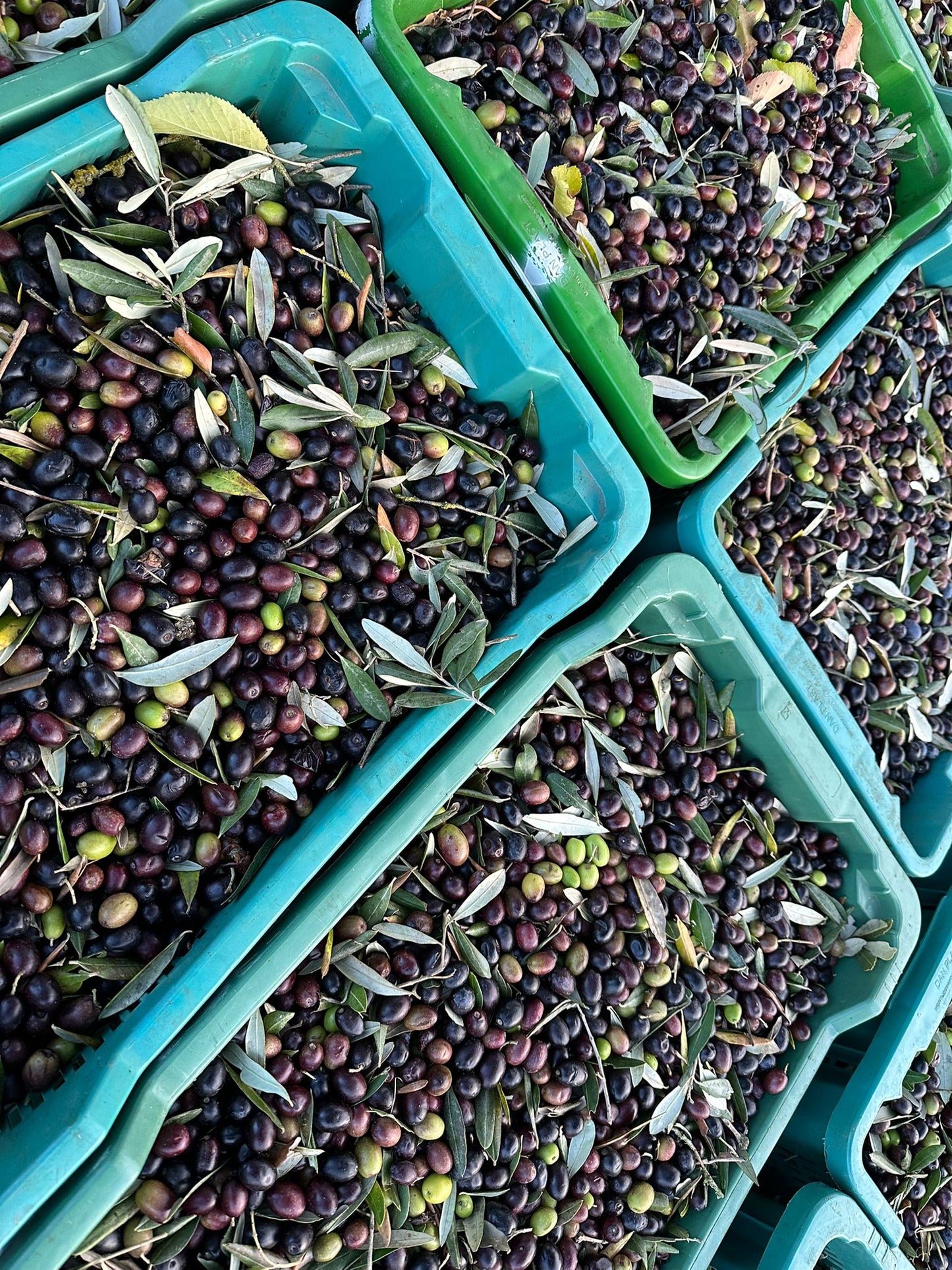 Olio Extra Vergine di Oliva Italiano 'Like an Extra Virgin' 2025, 0,5lt.